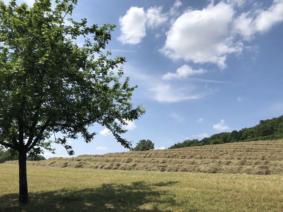 Heuschwaden unter blauem Himmel mit wenigen Wolken. Vorne am Rand ein Baum.